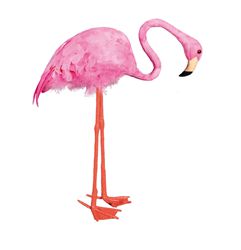 flamingo